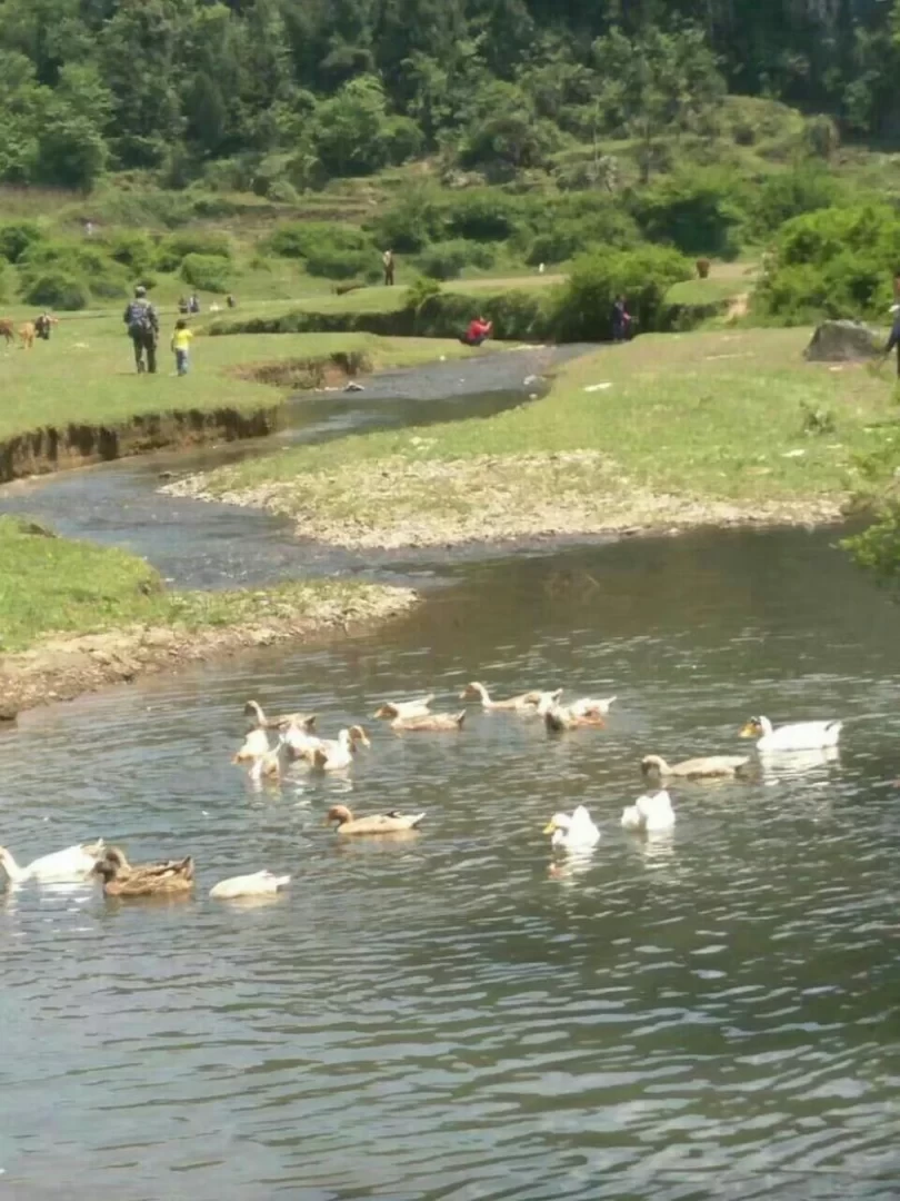 Huangjin Cave Shijiaba Xiangjia Village Grassland Self-driving Tour Strategy 