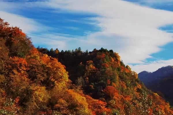 Where to see the most beautiful red leaves in Chongqing: A self-driving route recommendation