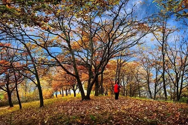 Where to see the most beautiful red leaves in Chongqing: A self-driving route recommendation 