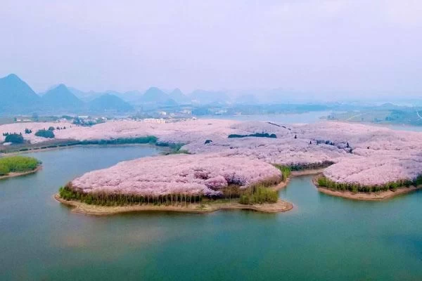 Introduction to Pingba Cherry Blossom Base in Guizhou & Where to Find It