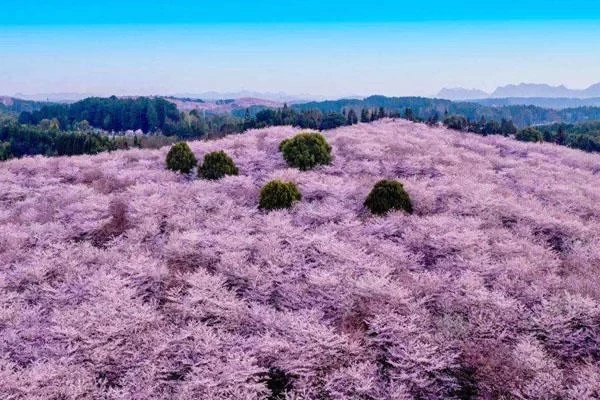 Introduction to Pingba Cherry Blossom Base in Guizhou & Where to Find It 