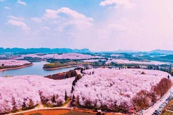 Introduction to Pingba Cherry Blossom Base in Guizhou & Where to Find It 