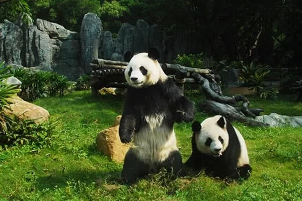 Shenzhen Wild Animal Park One-Day Travel Guide 