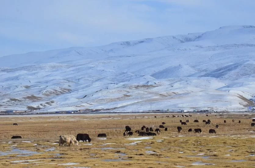 What to Pay Attention to When Self-Driving in Tibet Best Route Sharing 