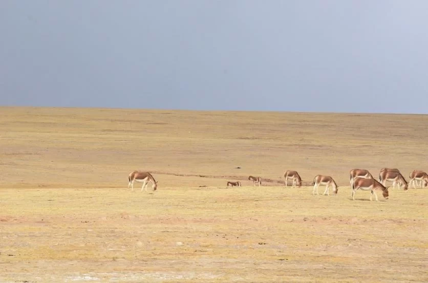 What to Pay Attention to When Self-Driving in Tibet Best Route Sharing 