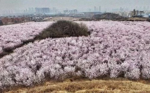 Peach Blossom Viewing Guide for Dafu Jing Village, Changan District, Xi’an