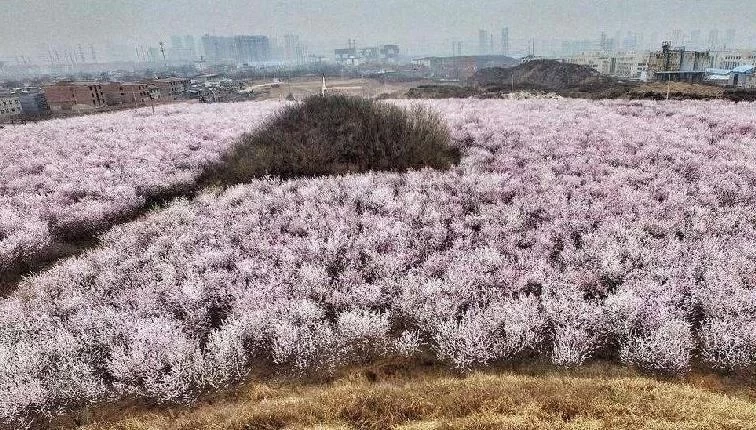 Peach Blossom Viewing Guide for Dafu Jing Village, Changan District, Xi'an 