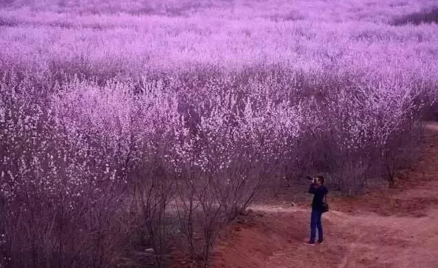 Peach Blossom Viewing Guide for Dafu Jing Village, Changan District, Xi'an 