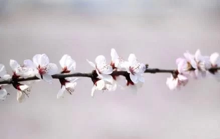 Peach Blossom Viewing Guide for Dafu Jing Village, Changan District, Xi'an 