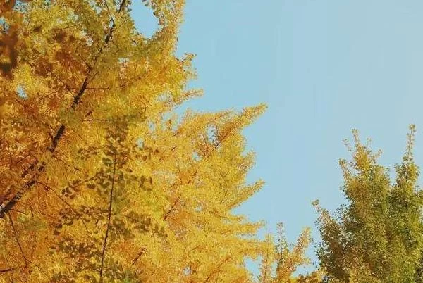 Where to See Ginkgo Trees in Mianyang