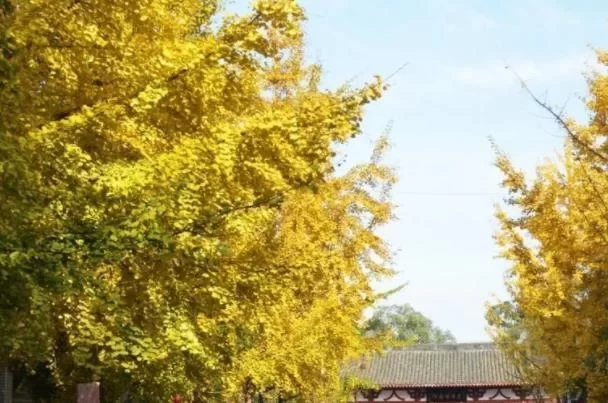 Where to See Ginkgo Trees in Mianyang 