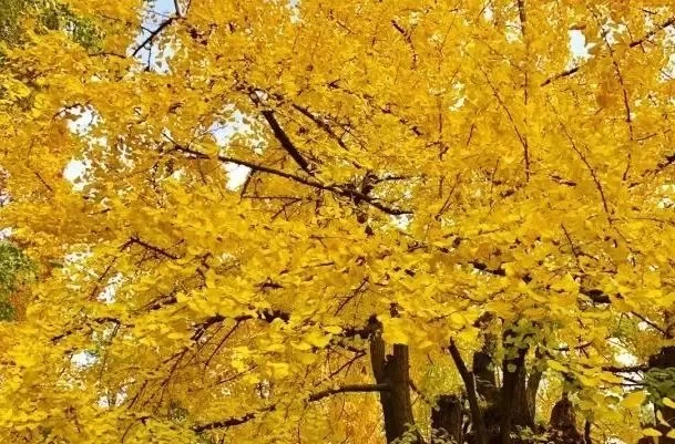 Where to See Ginkgo Trees in Mianyang 