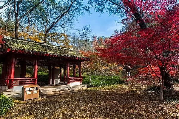 Top 4 Red Maple Ancient Trails in Wenzhou 