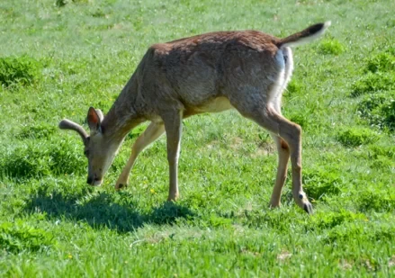 How is Seattle, USA? Is Olympic National Park fun? 