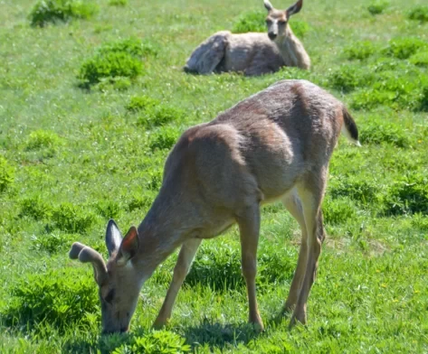 How is Seattle, USA? Is Olympic National Park fun? 