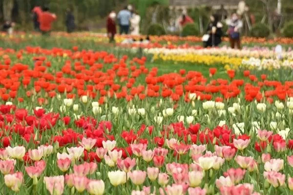 Where is Hunan Provincial Botanical Garden and How to Get There 