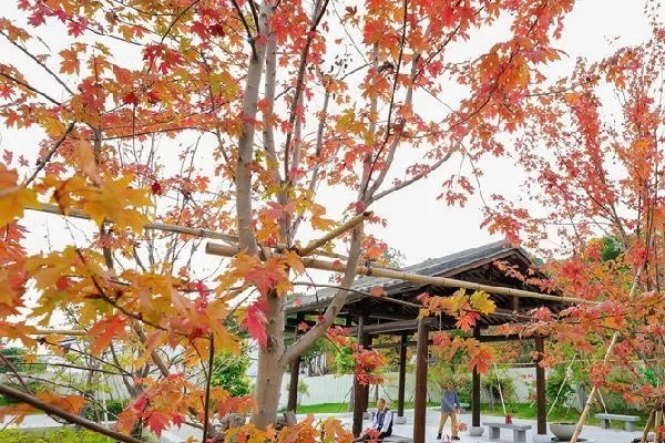 Best Places to See Maple Leaves in Fuzhou, Where Can You Find Maple Leaves in Fuzhou