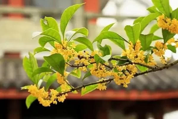 Where to Find the Best Osmanthus in Wenzhou