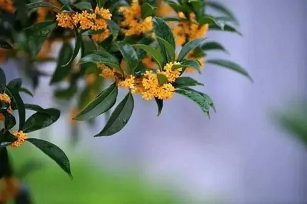 Where to Find the Best Osmanthus in Wenzhou 