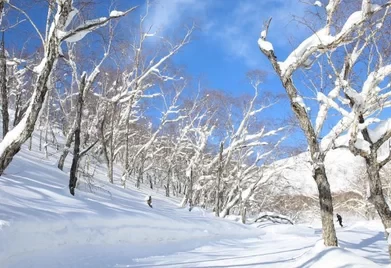 How to Ski on Pure Powder Snow 